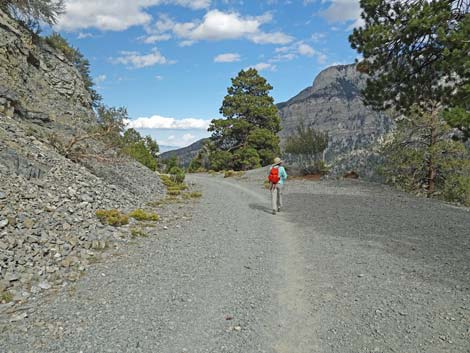 Bristlecone Trail