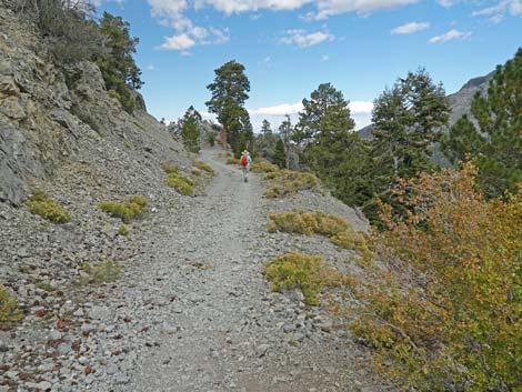 Bristlecone Trail