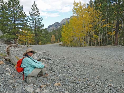 Bristlecone Trail