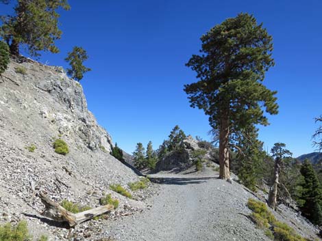 Bristlecone Trail