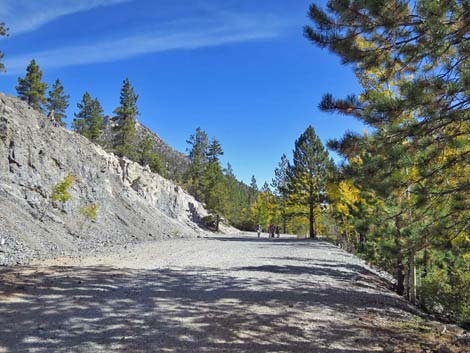 Bristlecone Trail