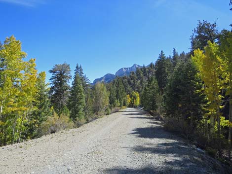 Bristlecone Trail