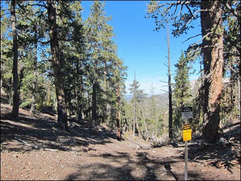 Old Bristlecone Trail