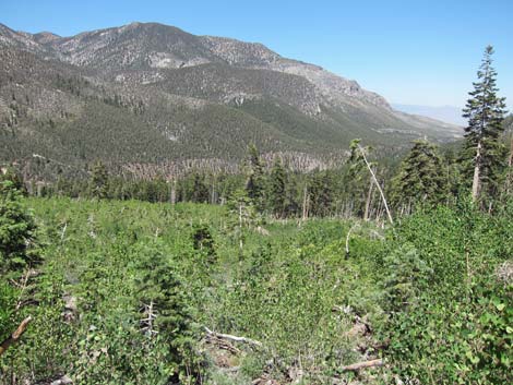 Cathedral Rock Trail