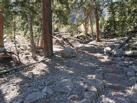 Cathedral Rock Trail