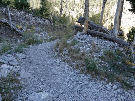 Cathedral Rock Trail