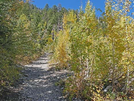 Cathedral Rock Trail