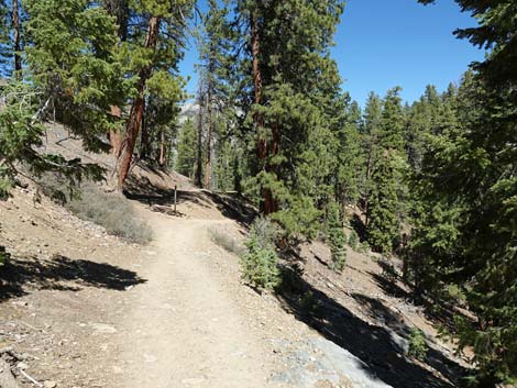 Cathedral Rock Trail