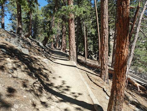 Cathedral Rock Trail