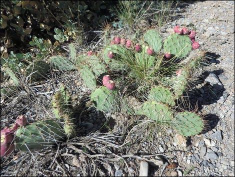 Eagle's Nest Loop Trail