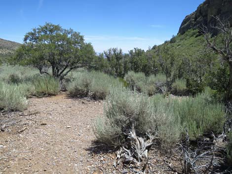 Escarpment Trail