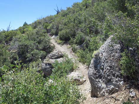 Escarpment Trail