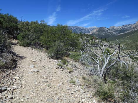 Escarpment Trail