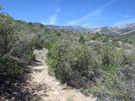 Escarpment Trail