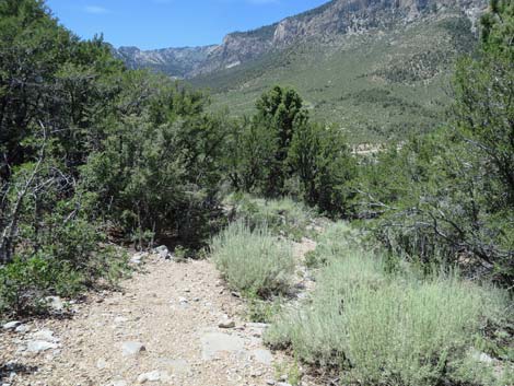 Escarpment Trail