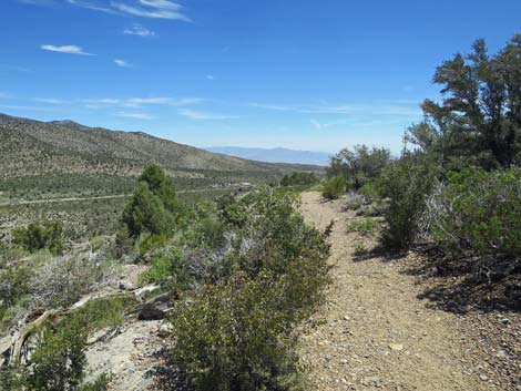 Escarpment Trail