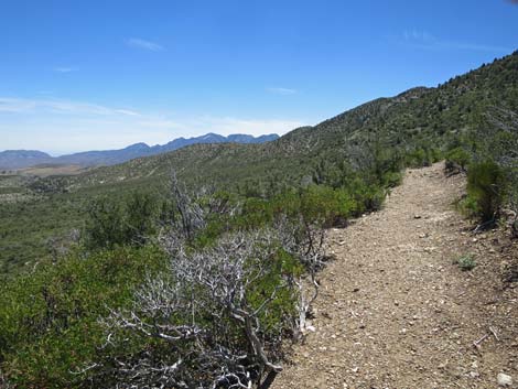 Escarpment Trail