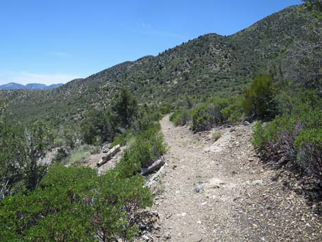 Escarpment Trail