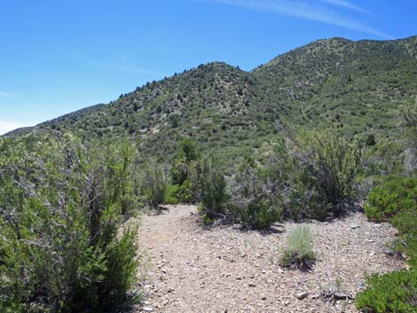 Escarpment Trail