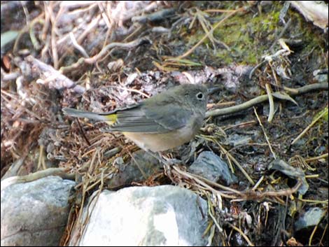 Virginia's Warblers (Oreothlypis virginiae)