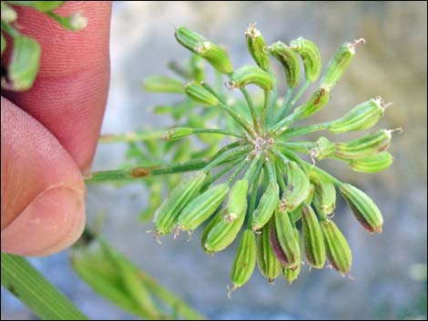 Angelica scabrida (charleston mountain angelica)