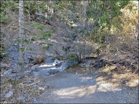 Fletcher Canyon Trail