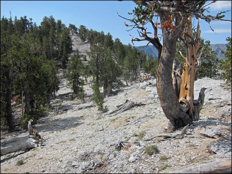 Fletcher Peak Trail