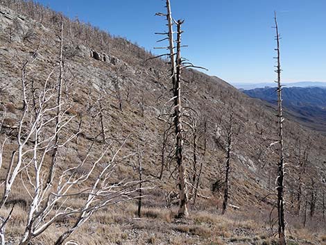 Harris Saddle Trail