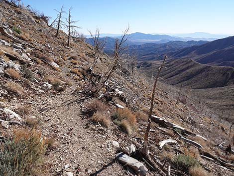 Harris Saddle Trail