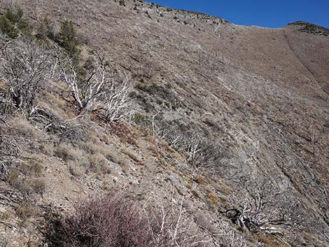 Harris Saddle Trail