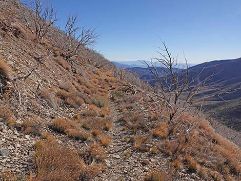 Harris Saddle Trail