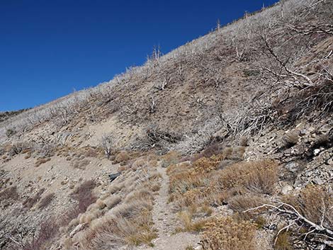 Harris Saddle Trail