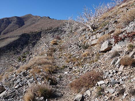 Harris Saddle Trail