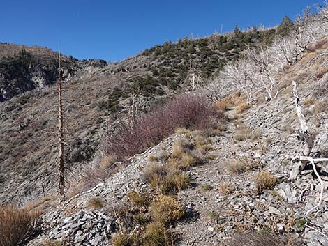 Harris Saddle Trail