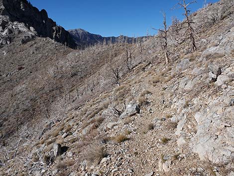 Harris Saddle Trail