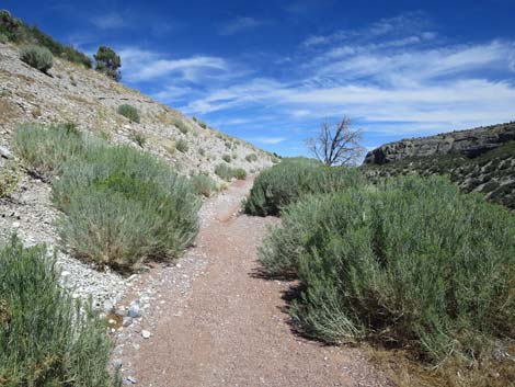 Escarpment Trail