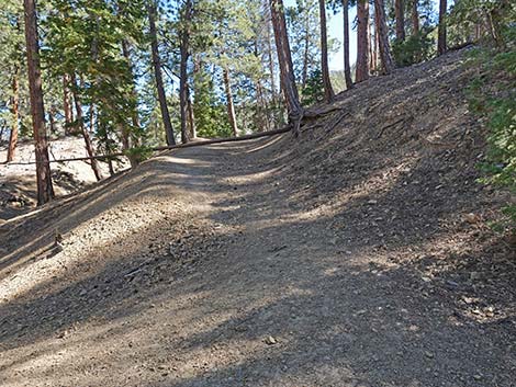 Cathedral Rock Trail