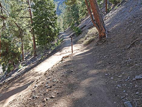 Cathedral Rock Trail