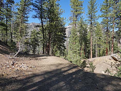 Cathedral Rock Trail