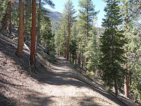 Cathedral Rock Trail