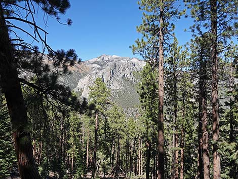 Cathedral Rock Trail