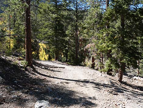 Cathedral Rock Trail