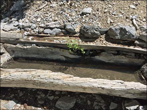 North Loop-Cave Spring