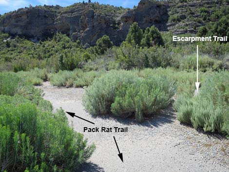 Pack Rat Trail