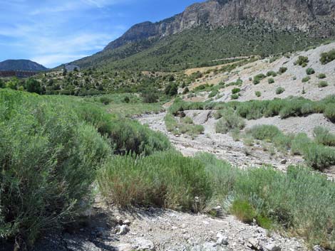 Escarpment Trail