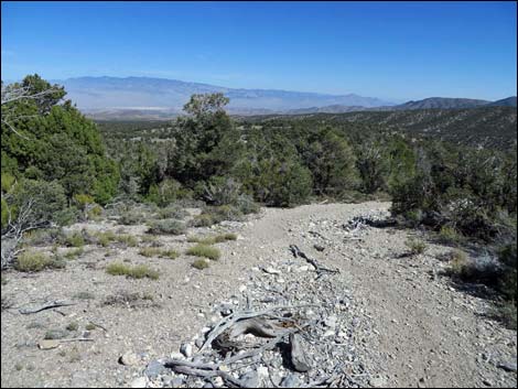 Big Sawmill Loop Trail