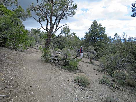 Blue Tree Loop Trail