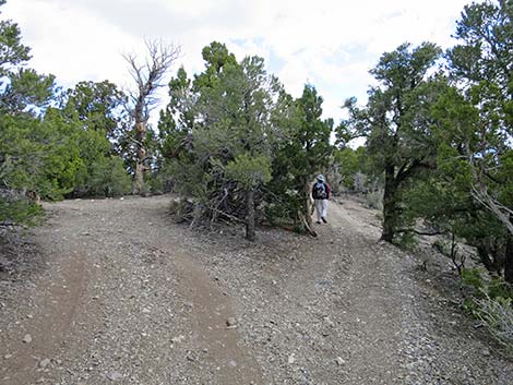 Blue Tree Loop Trail