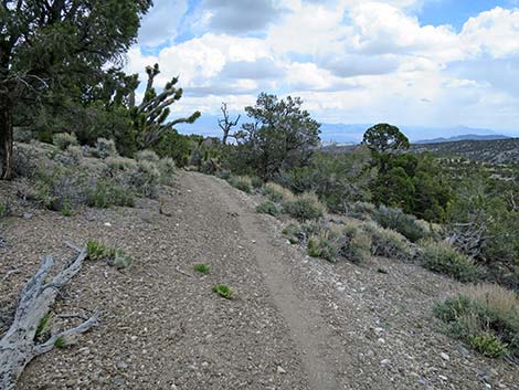 Blue Tree Loop Trail