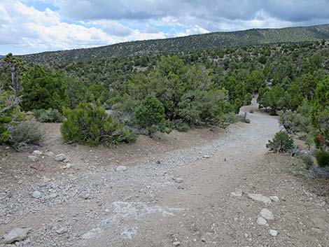 Blue Tree Loop Trail